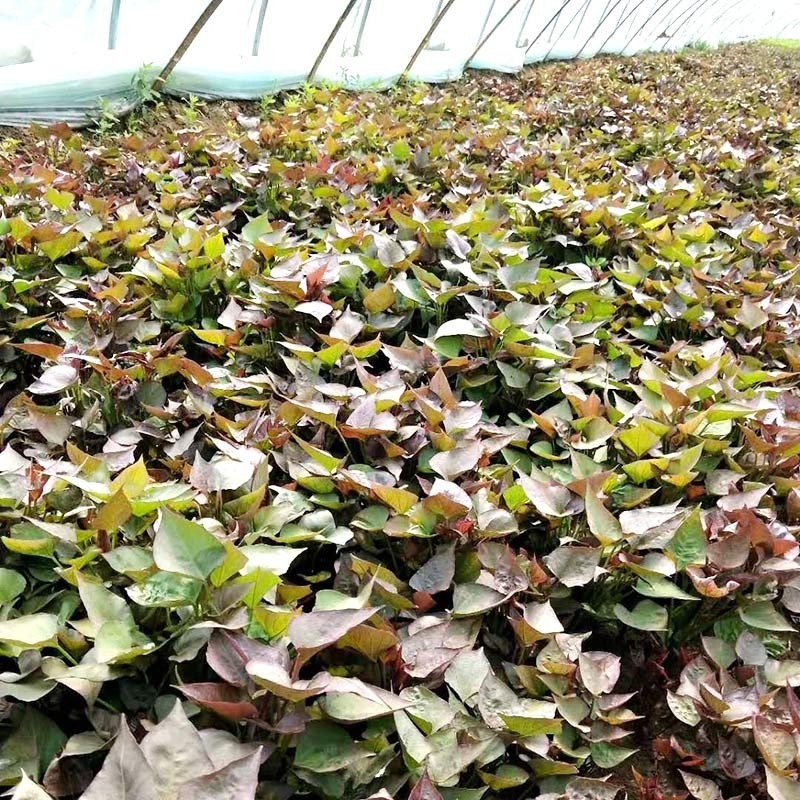 地瓜苗的栽種方法您能了解嗎?